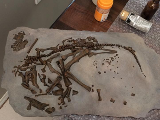 A fossil embryo of the dinosaur Hypacrosaurus was examined in the study. Image: Darla Zelinitsky